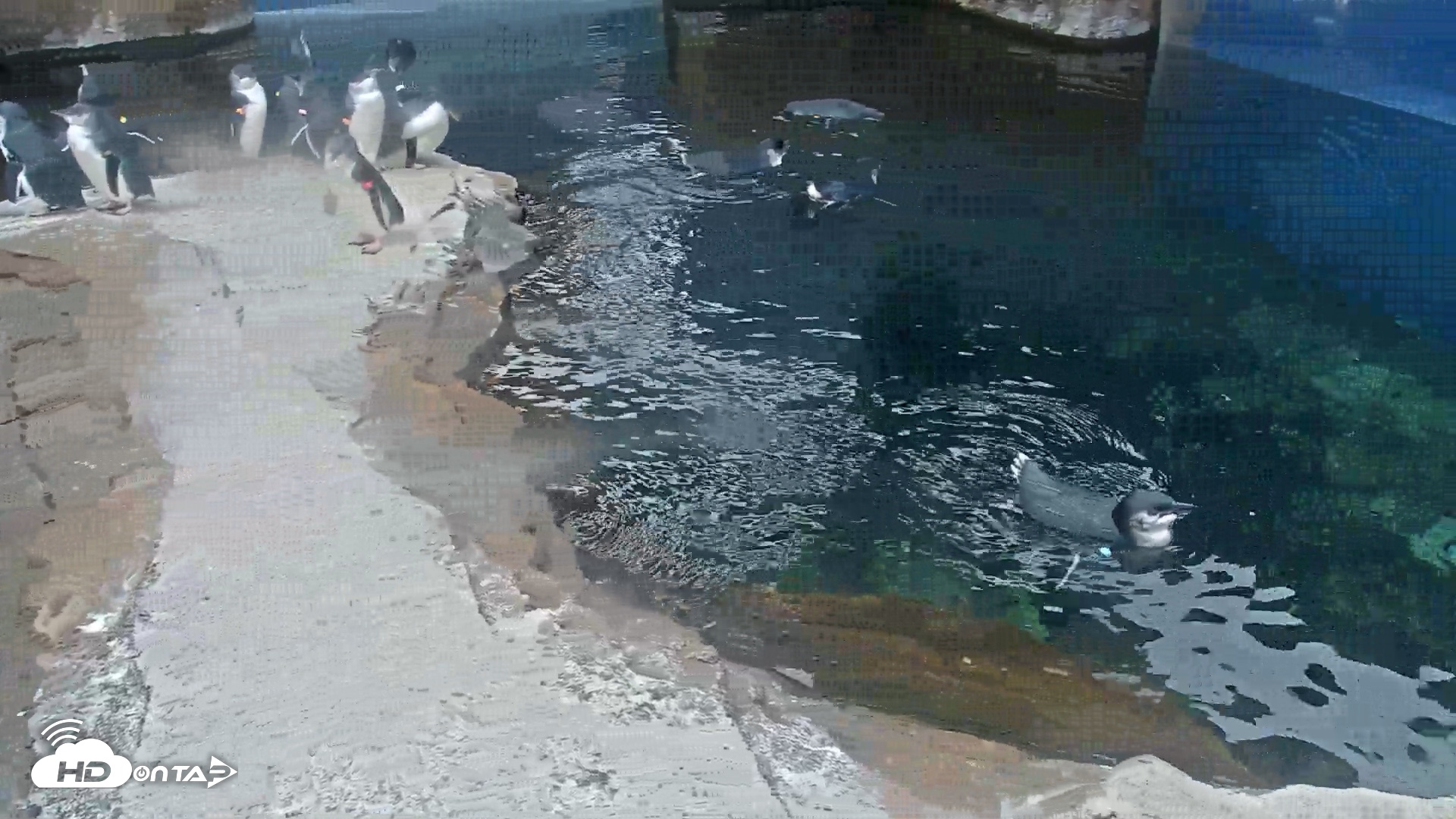 Snapshot of Birch Aquarium Penguin Exhibit Live Webcam taken Oct 8, 2026, 7:56am PDT