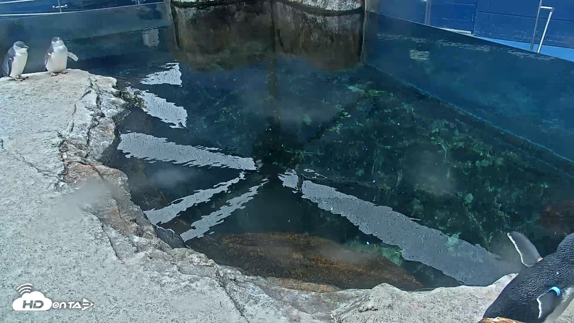 Snapshot of Birch Aquarium Penguin Exhibit Live Webcam taken Sep 17, 2026, 10:24am PDT