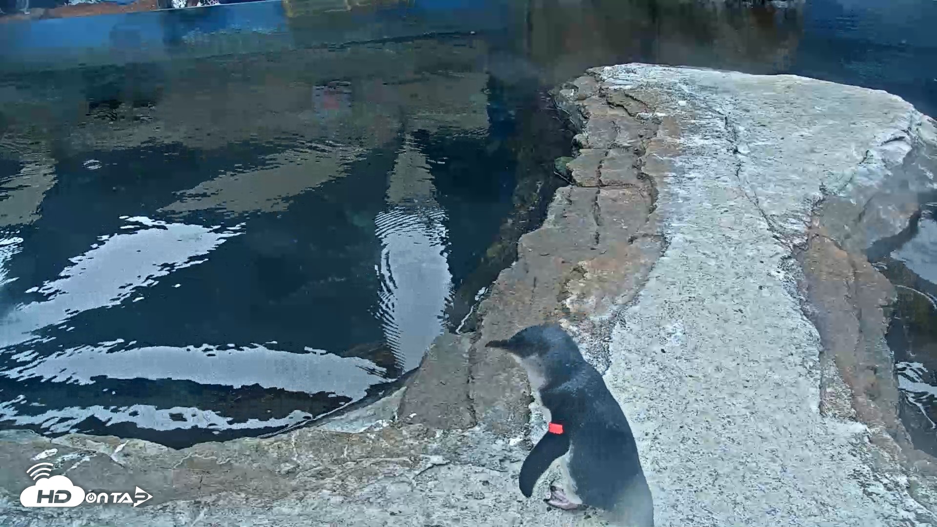 Snapshot of Birch Aquarium Penguin Exhibit Live Webcam taken Oct 10, 2026, 3:46pm PDT