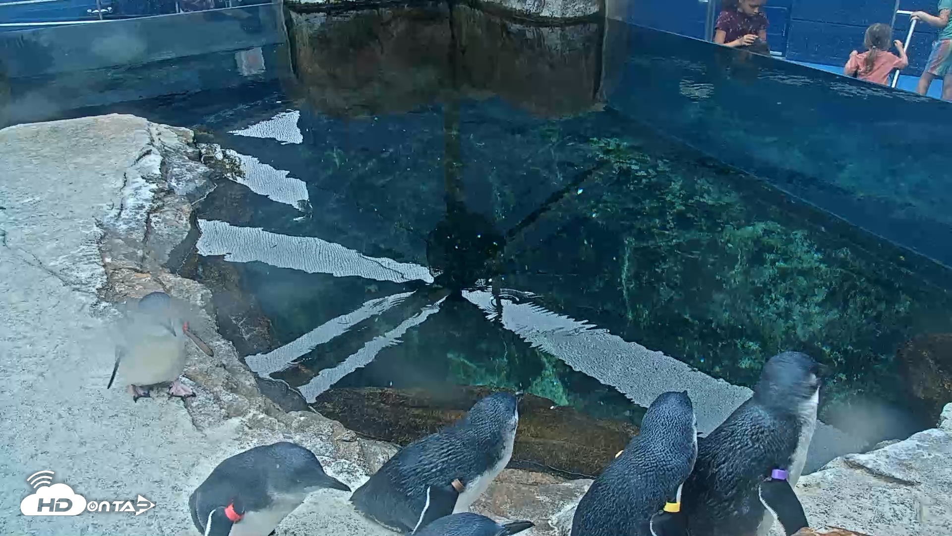Snapshot of Birch Aquarium Penguin Exhibit Live Webcam taken Oct 1, 2026, 10:12am PDT