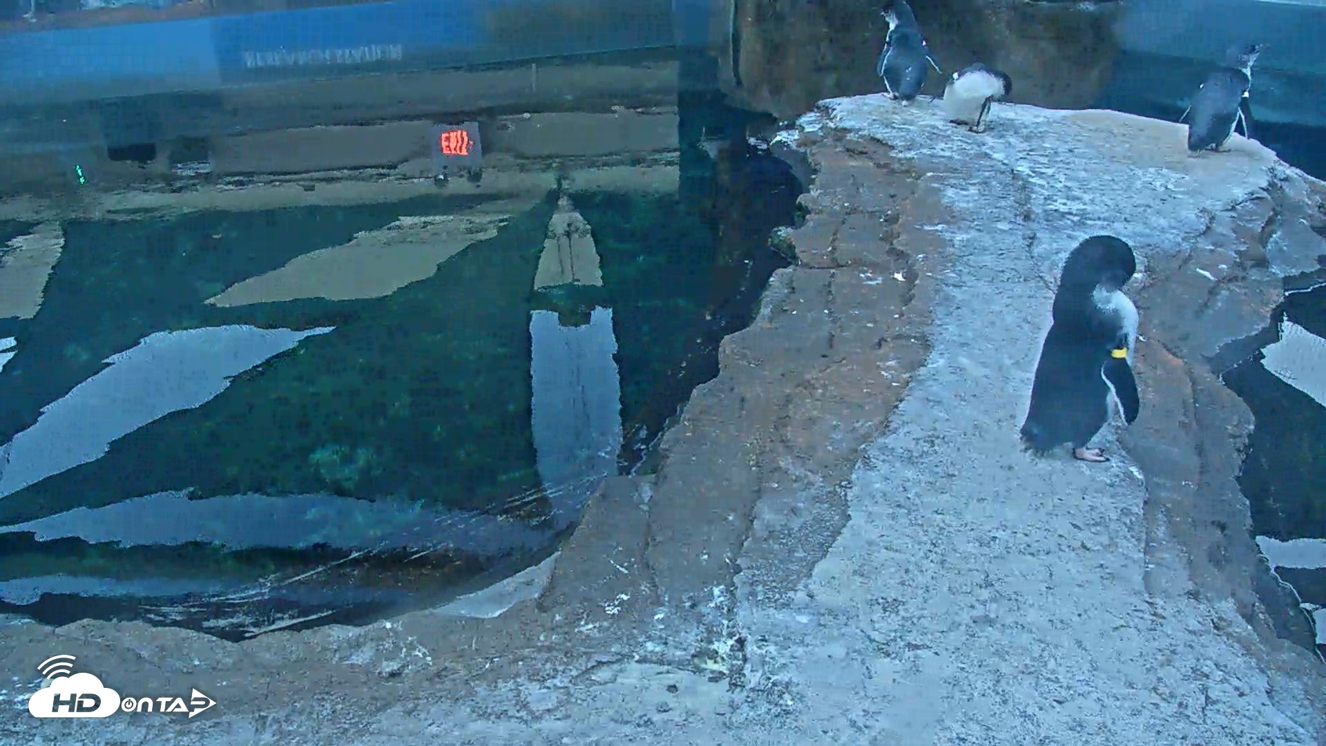 Snapshot of Birch Aquarium Penguin Exhibit taken Aug 29, 2025, 6:17am PDT