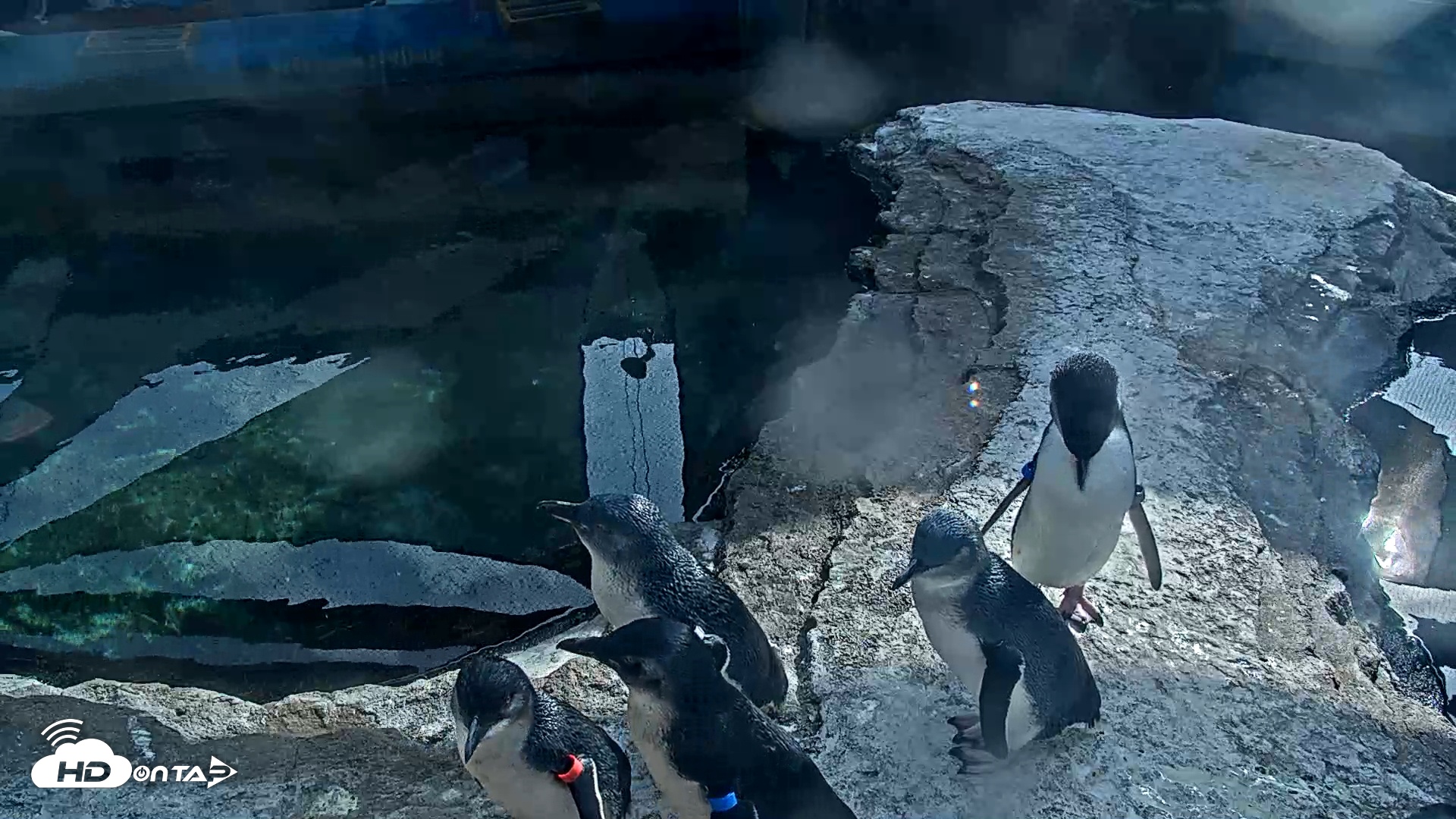 Snapshot of Birch Aquarium Penguin Exhibit Live Webcam taken Nov 5, 2025, 1:48pm PST