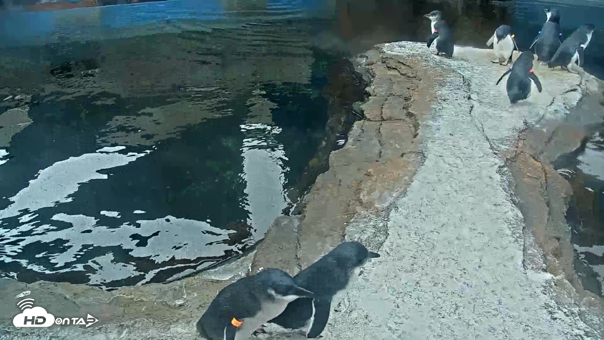 Snapshot of Birch Aquarium Penguin Exhibit Live Webcam taken Oct 8, 2026, 9:00am PDT