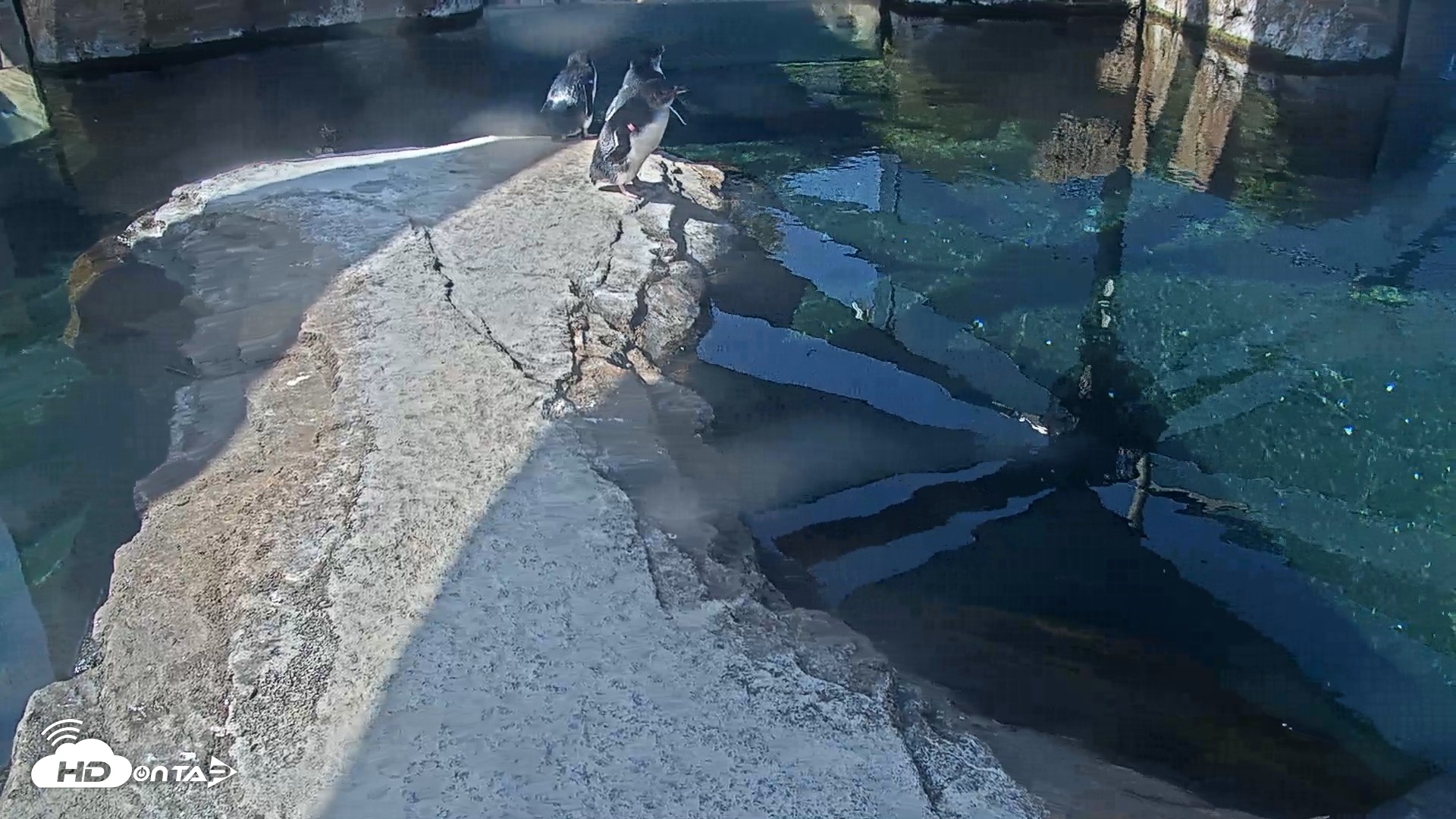 Snapshot of Birch Aquarium Penguin Exhibit Live Webcam taken Sep 11, 2026, 10:14am PDT