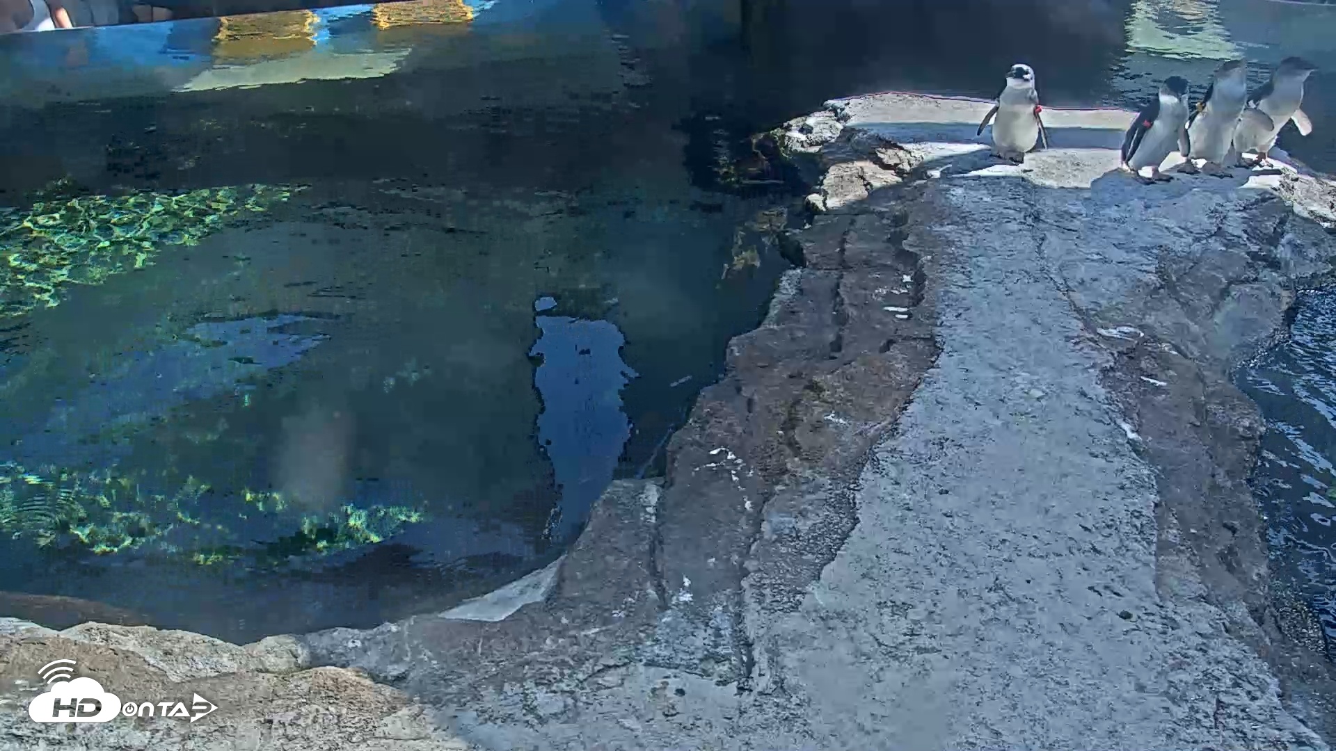 Snapshot of Birch Aquarium Penguin Exhibit taken Sep 7, 2025, 3:19pm PDT