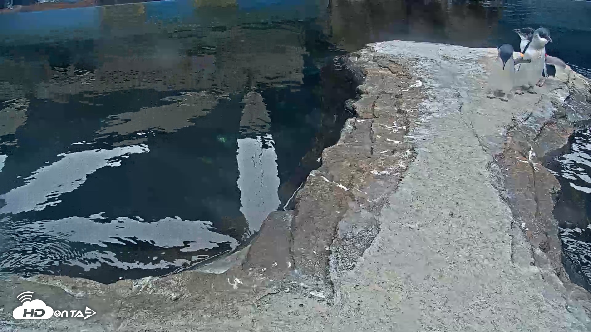 Snapshot of Birch Aquarium Penguin Exhibit Live Webcam taken Sep 20, 2026, 8:29am PDT