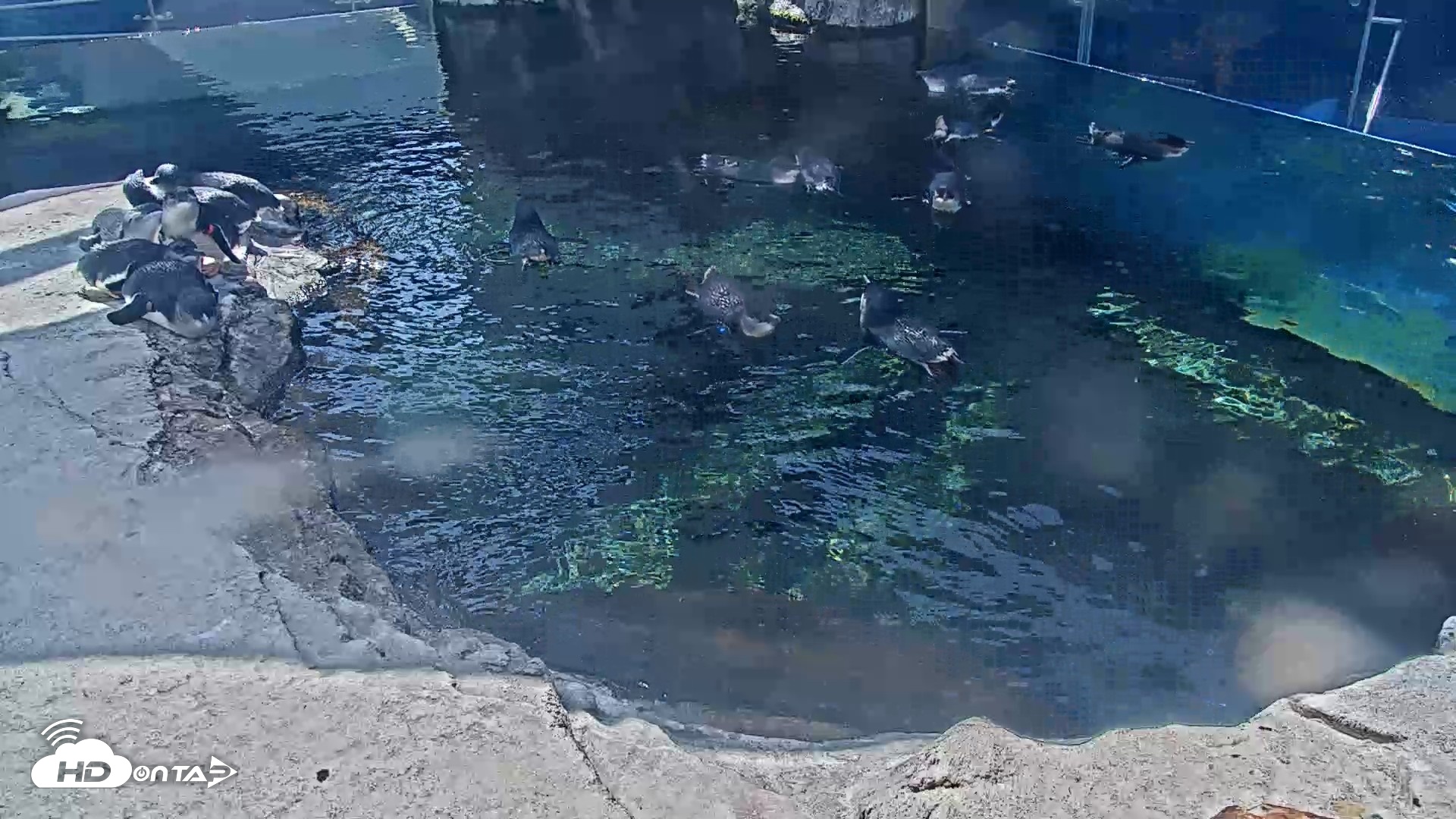 Snapshot of Birch Aquarium Penguin Exhibit Live Webcam taken Sep 22, 2026, 1:54pm PDT
