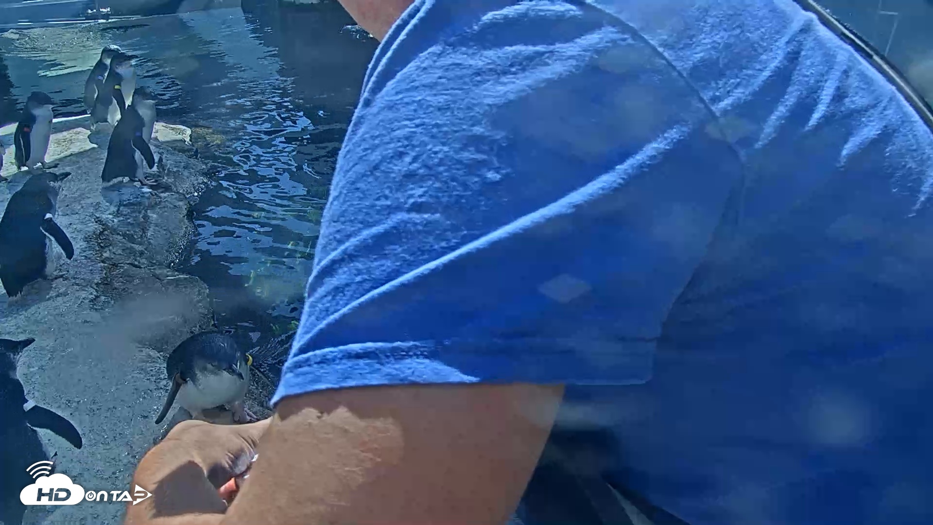 Snapshot of Birch Aquarium Penguin Exhibit Live Webcam taken Sep 3, 2026, 3:12pm PDT