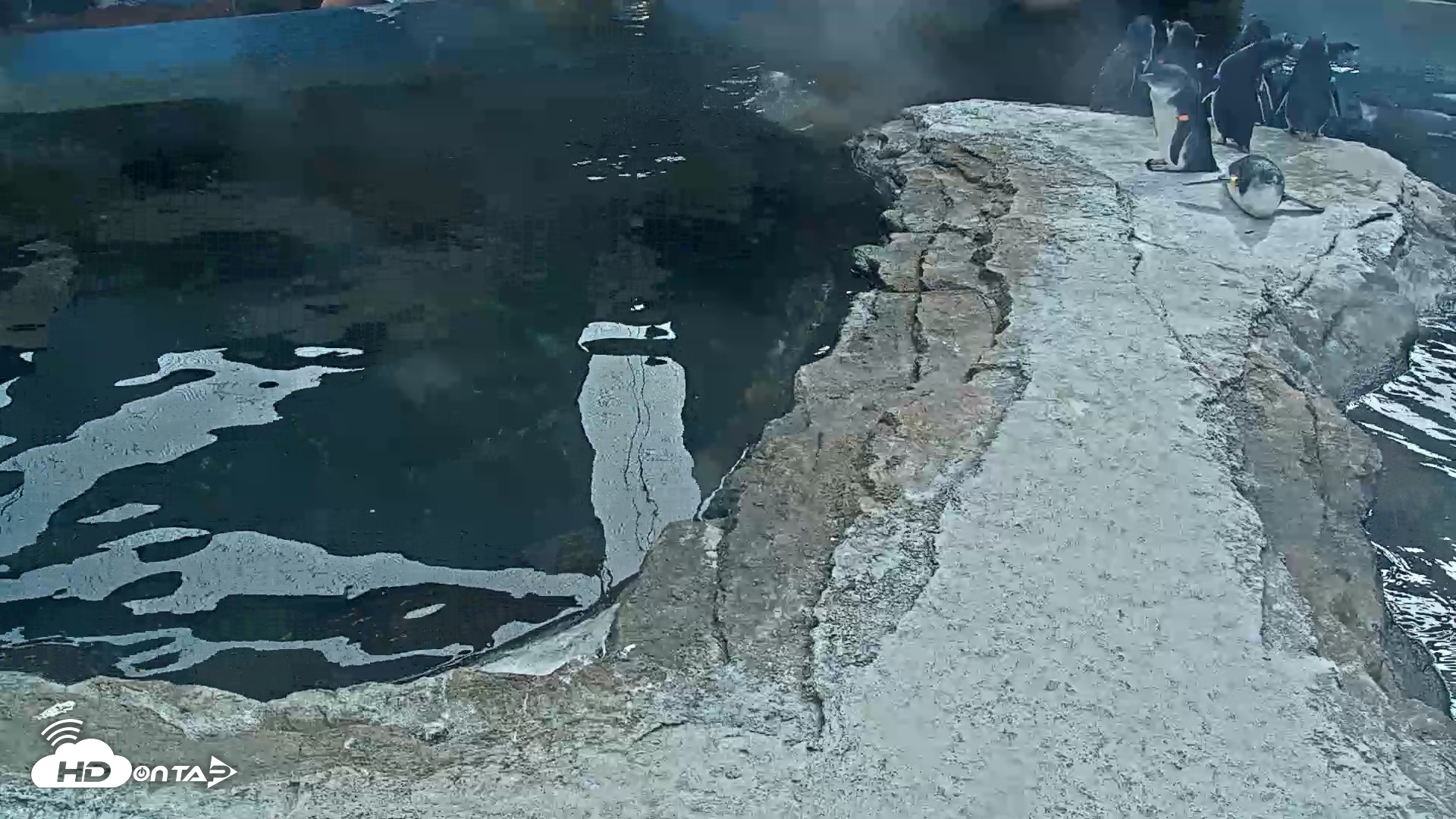 Snapshot of Birch Aquarium Penguin Exhibit Live Webcam taken Oct 8, 2026, 2:29pm PDT