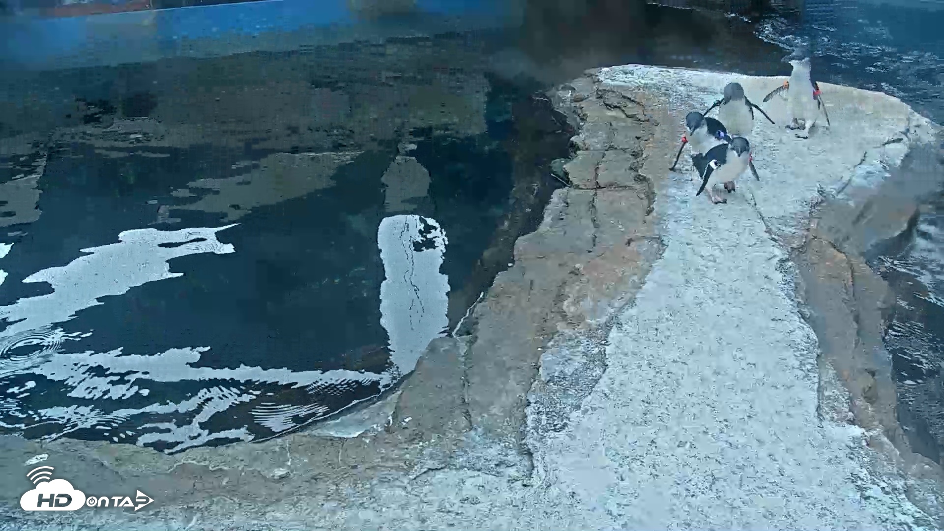 Snapshot of Birch Aquarium Penguin Exhibit Live Webcam taken Oct 8, 2026, 8:58am PDT
