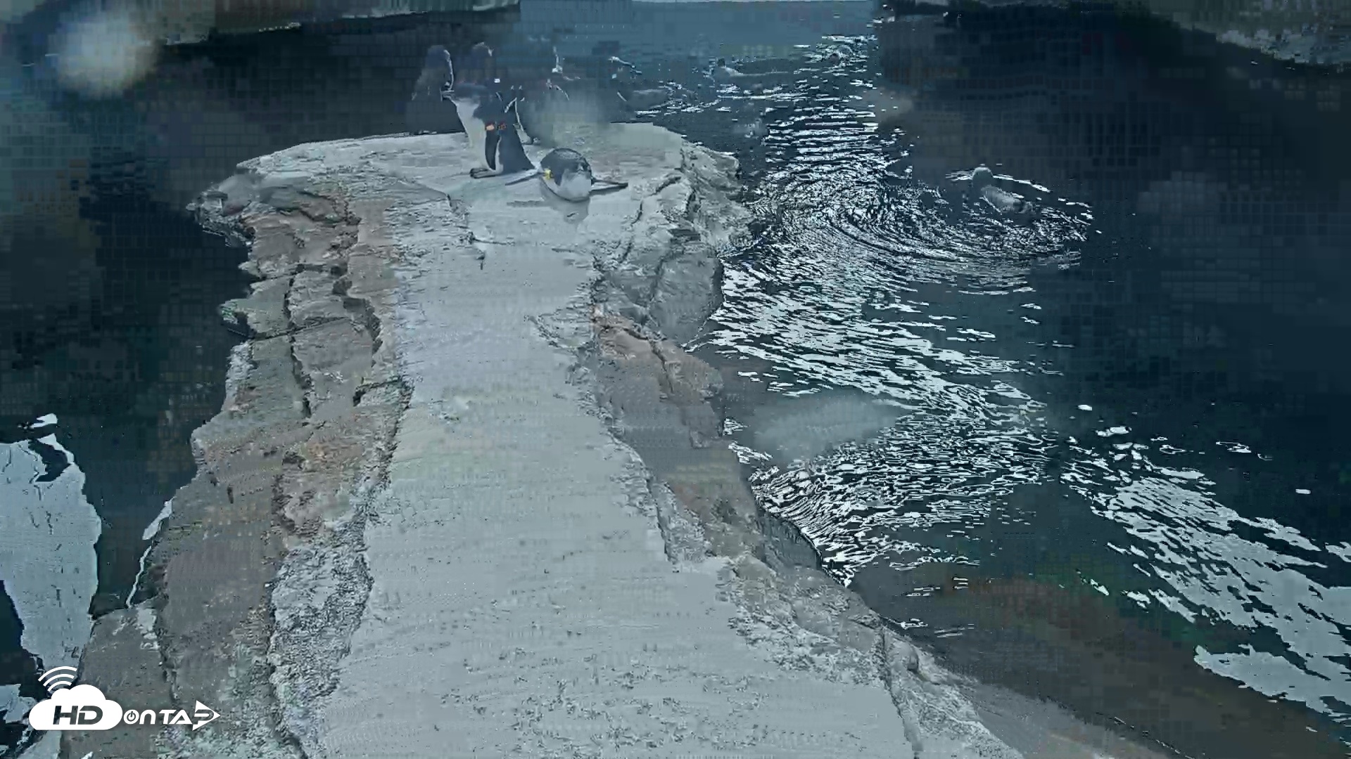 Snapshot of Birch Aquarium Penguin Exhibit Live Webcam taken Oct 8, 2026, 2:29pm PDT