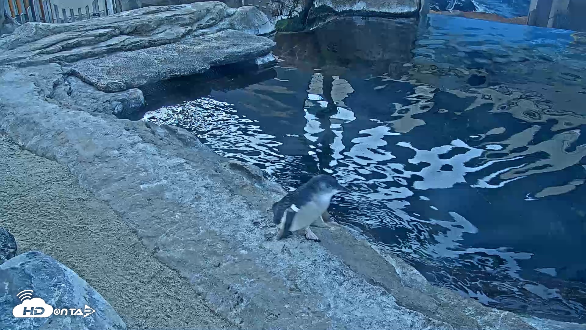 Snapshot of Birch Aquarium Penguin Exhibit Live Webcam taken Oct 3, 2026, 7:49am PDT