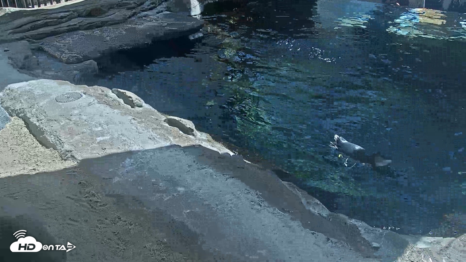 Snapshot of Birch Aquarium Penguin Exhibit Live Webcam taken Sep 22, 2026, 12:38pm PDT