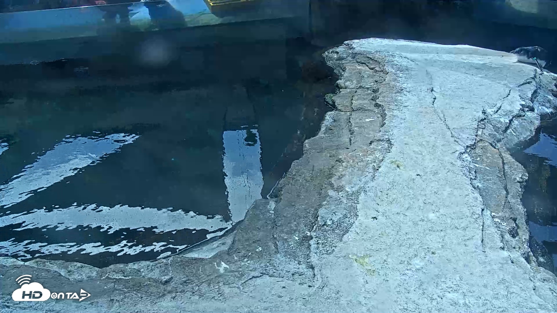 Snapshot of Birch Aquarium Penguin Exhibit Live Webcam taken Sep 15, 2026, 11:58am PDT