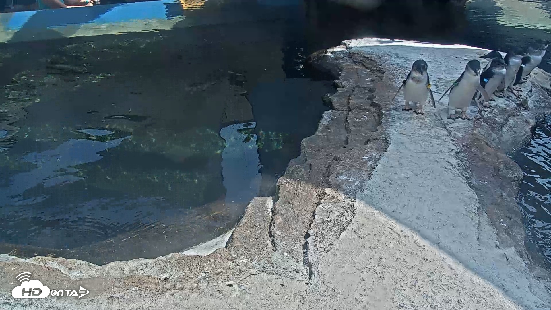 Snapshot of Birch Aquarium Penguin Exhibit Live Webcam taken Aug 10, 2026, 3:18pm PDT