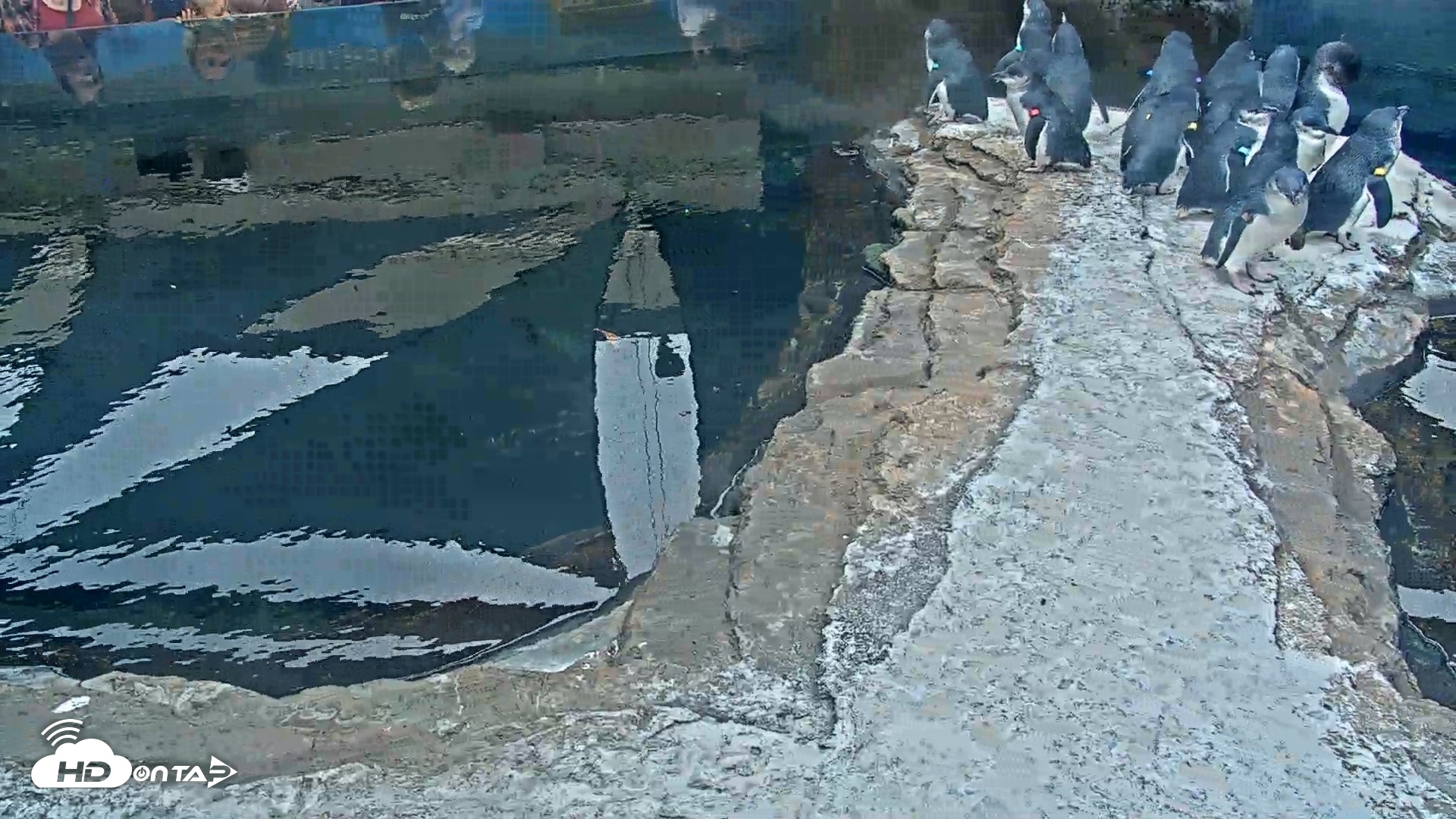 Snapshot of Birch Aquarium Penguin Exhibit Live Webcam taken Oct 11, 2026, 9:41am PDT