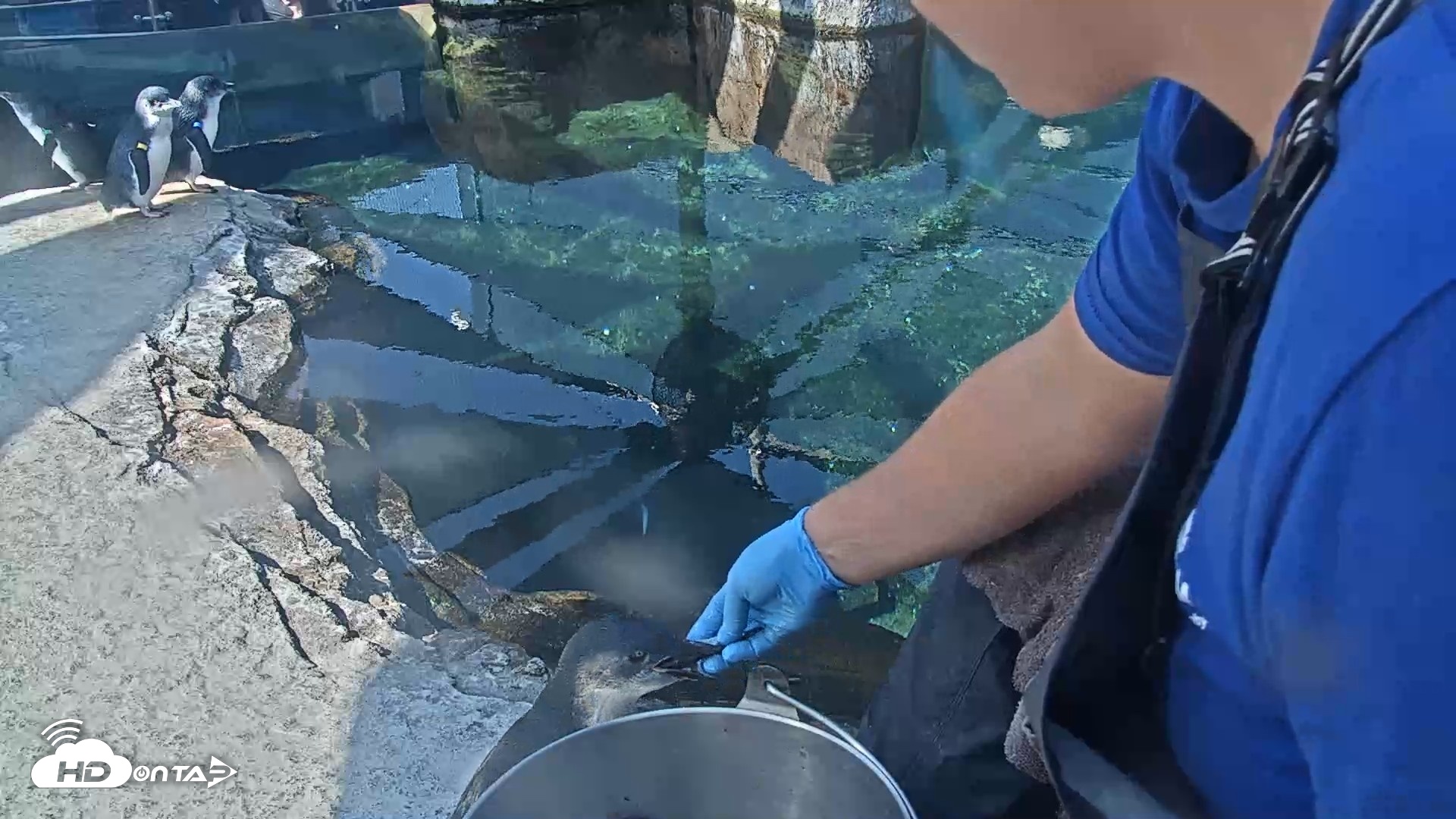 Snapshot of Birch Aquarium Penguin Exhibit Live Webcam taken Sep 25, 2026, 10:09am PDT