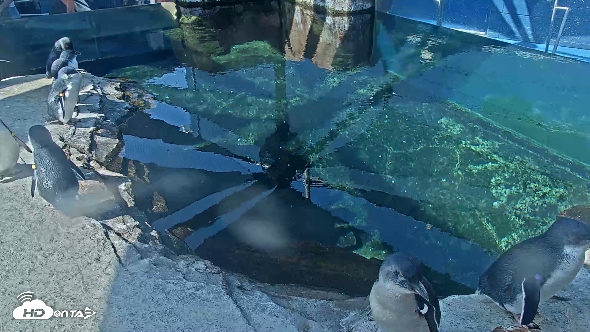 Snapshot of Birch Aquarium Penguin Exhibit Live Webcam taken Sep 23, 2026, 10:13am PDT