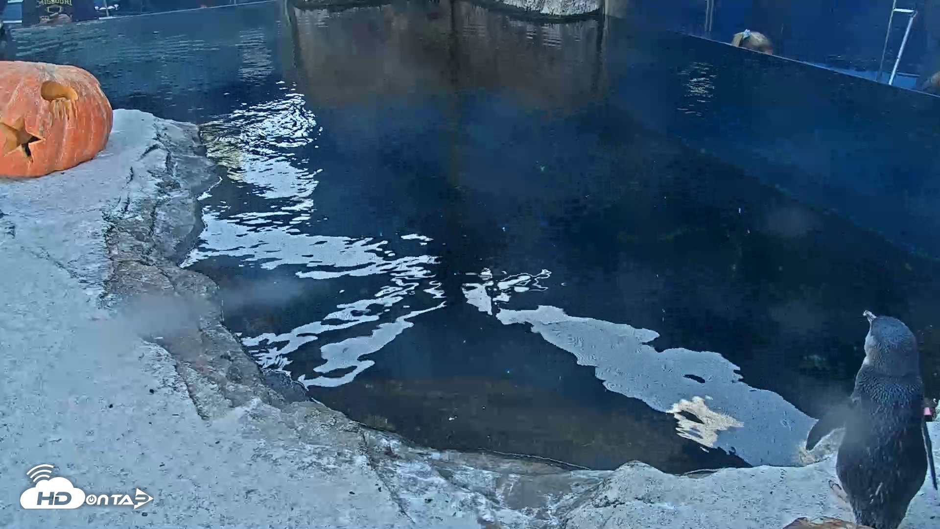 Snapshot of Birch Aquarium Penguin Exhibit Live Webcam taken Oct 23, 2026, 4:19pm PDT