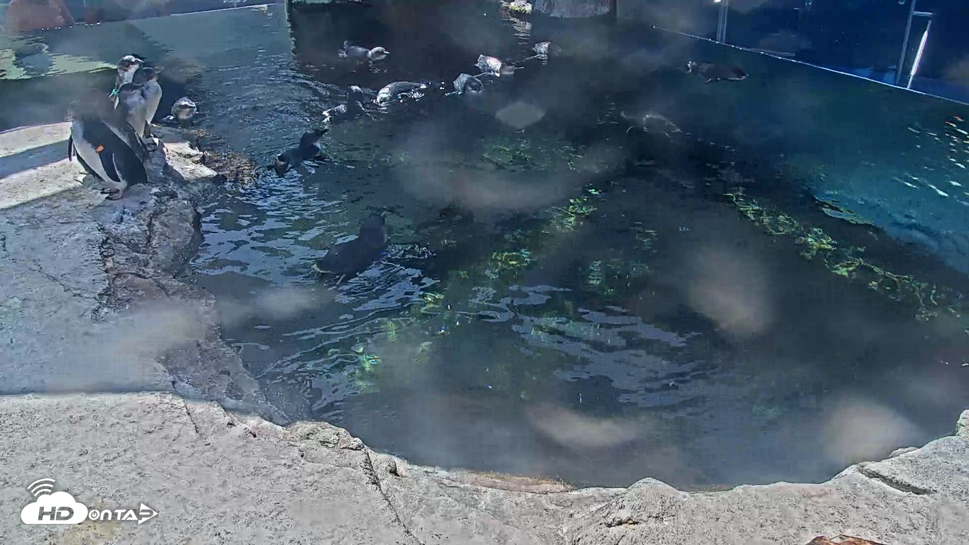 Snapshot of Birch Aquarium Penguin Exhibit Live Webcam taken Sep 18, 2026, 1:59pm PDT