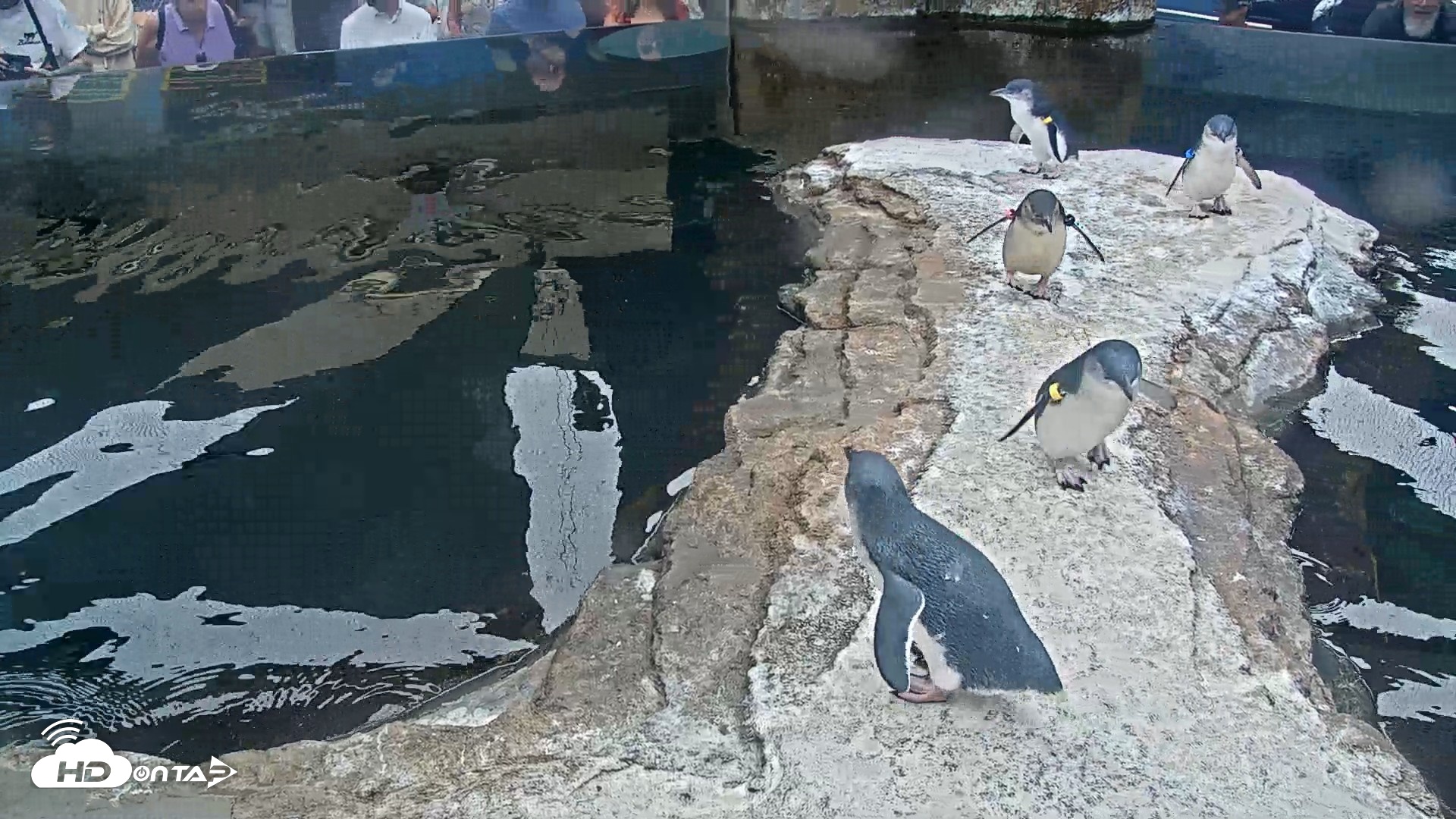 Snapshot of Birch Aquarium Penguin Exhibit Live Webcam taken Aug 4, 2026, 10:11am PDT
