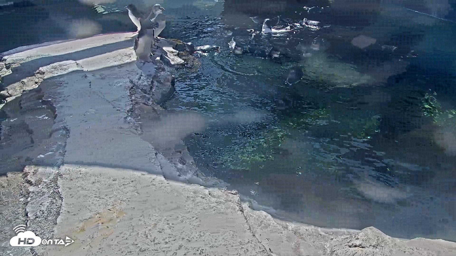 Snapshot of Birch Aquarium Penguin Exhibit Live Webcam taken Sep 18, 2026, 1:59pm PDT