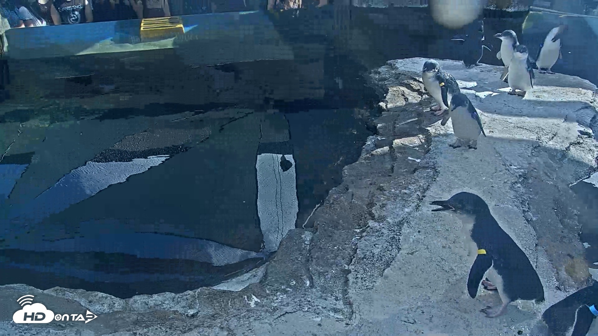 Snapshot of Birch Aquarium Penguin Exhibit Live Webcam taken Sep 22, 2026, 3:27pm PDT