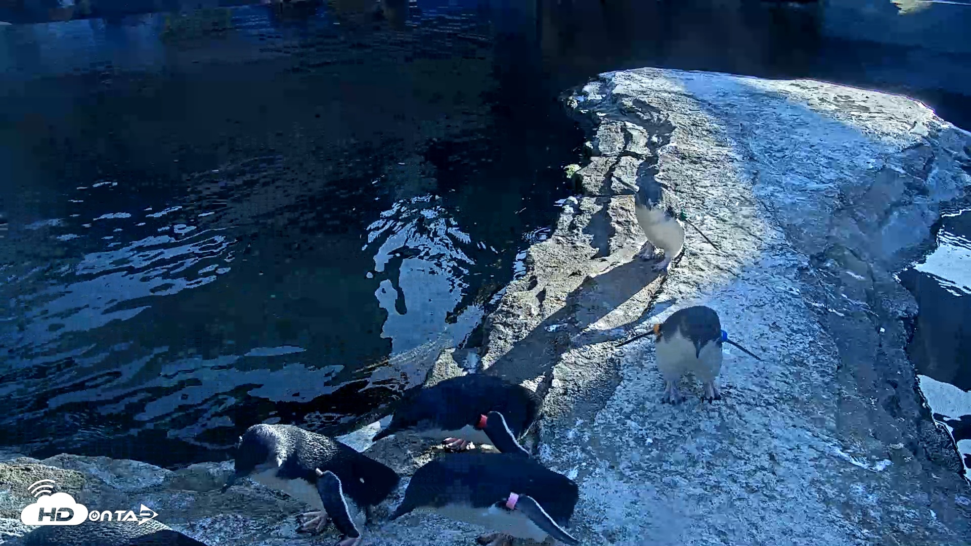 Snapshot of Birch Aquarium Penguin Exhibit Live Webcam taken Nov 30, 2025, 2:58pm PST