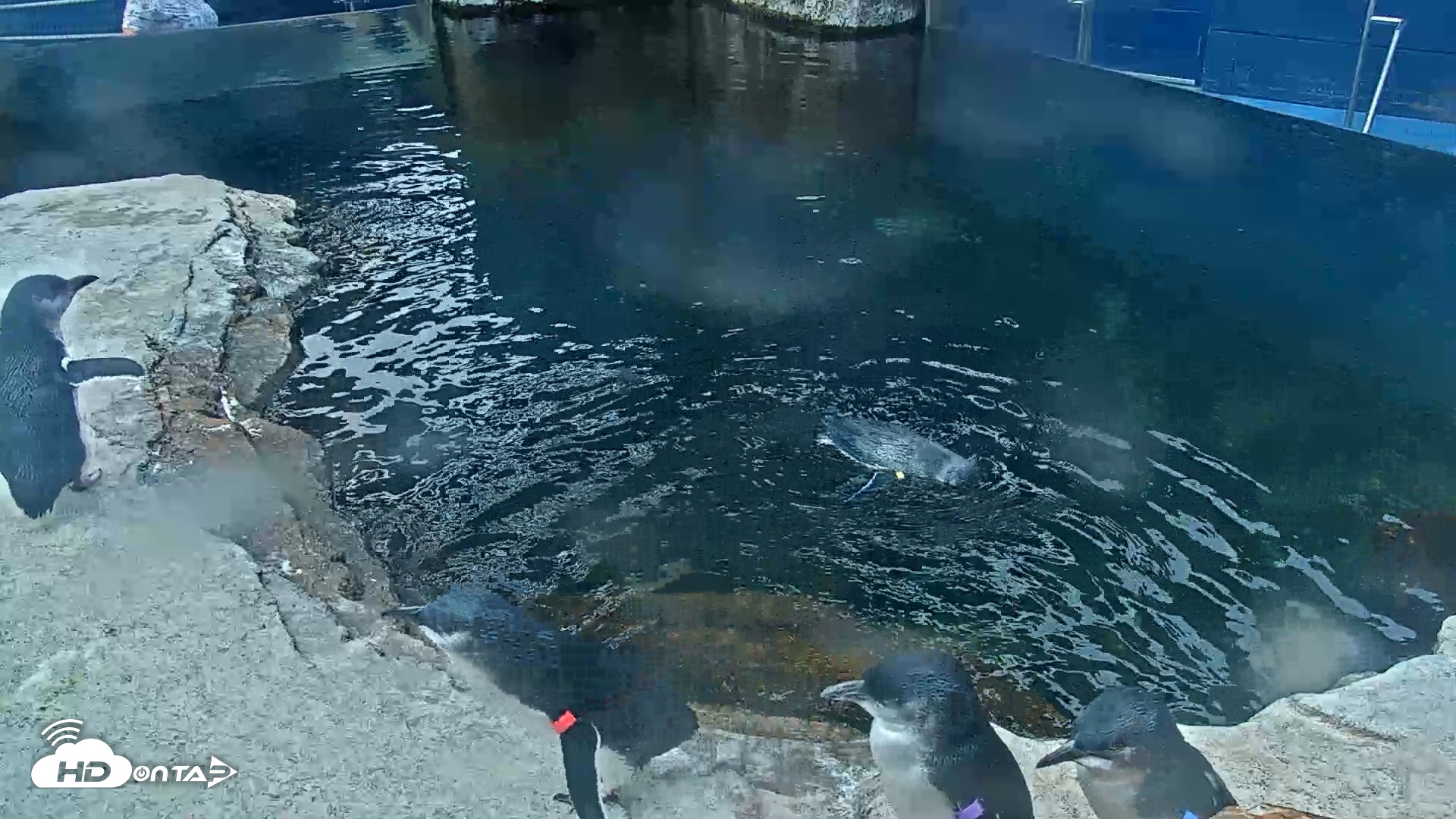 Snapshot of Birch Aquarium Penguin Exhibit Live Webcam taken Sep 20, 2026, 10:54am PDT