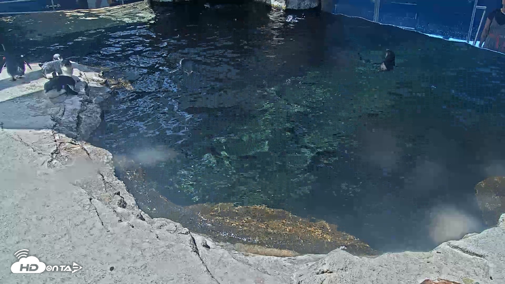 Snapshot of Birch Aquarium Penguin Exhibit Live Webcam taken Sep 22, 2026, 12:38pm PDT