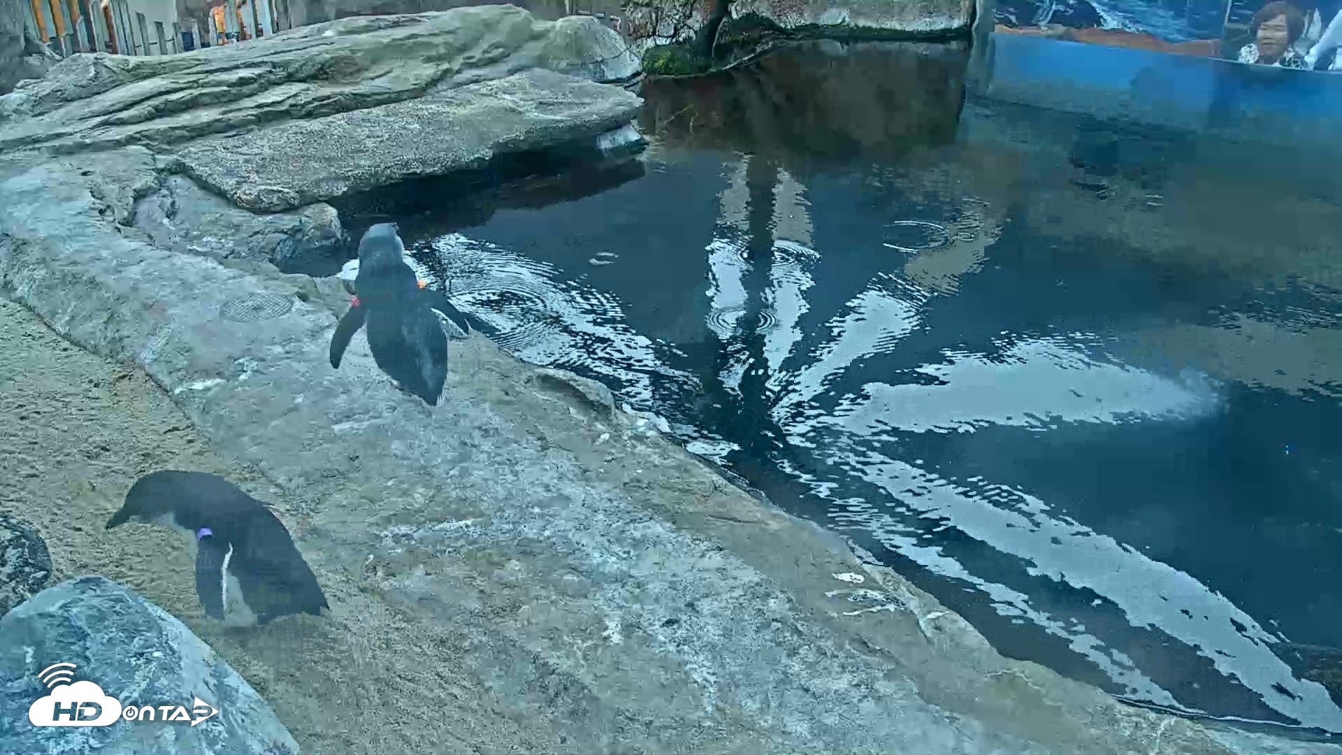 Snapshot of Birch Aquarium Penguin Exhibit Live Webcam taken Oct 10, 2026, 3:46pm PDT