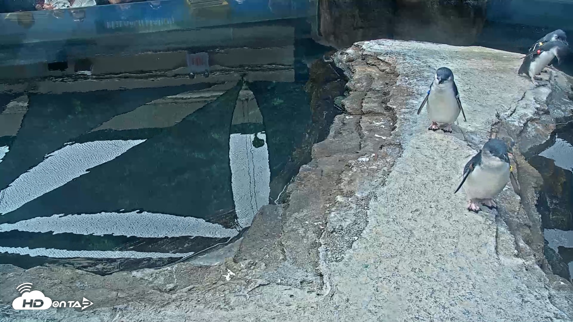 Snapshot of Birch Aquarium Penguin Exhibit Live Webcam taken Sep 27, 2026, 10:16am PDT