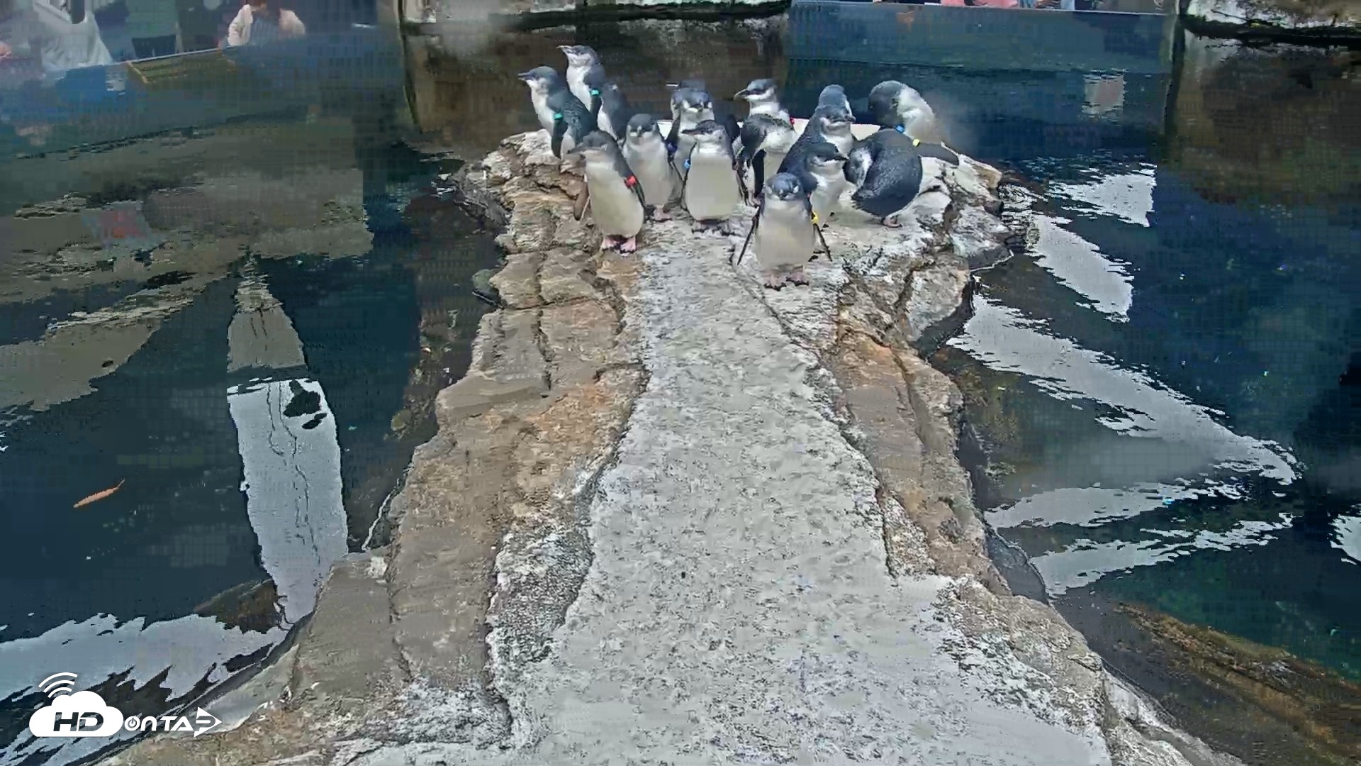 Snapshot of Birch Aquarium Penguin Exhibit Live Webcam taken Oct 11, 2026, 9:44am PDT