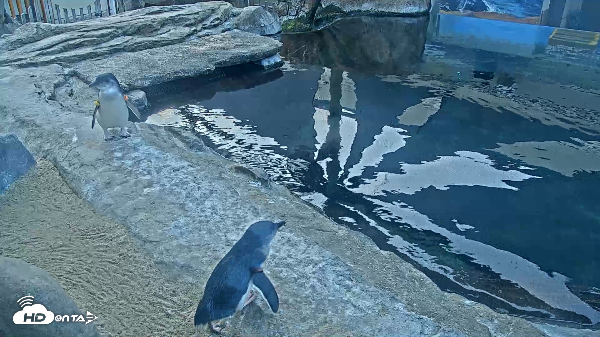 Snapshot of Birch Aquarium Penguin Exhibit Live Webcam taken Sep 25, 2026, 7:21am PDT