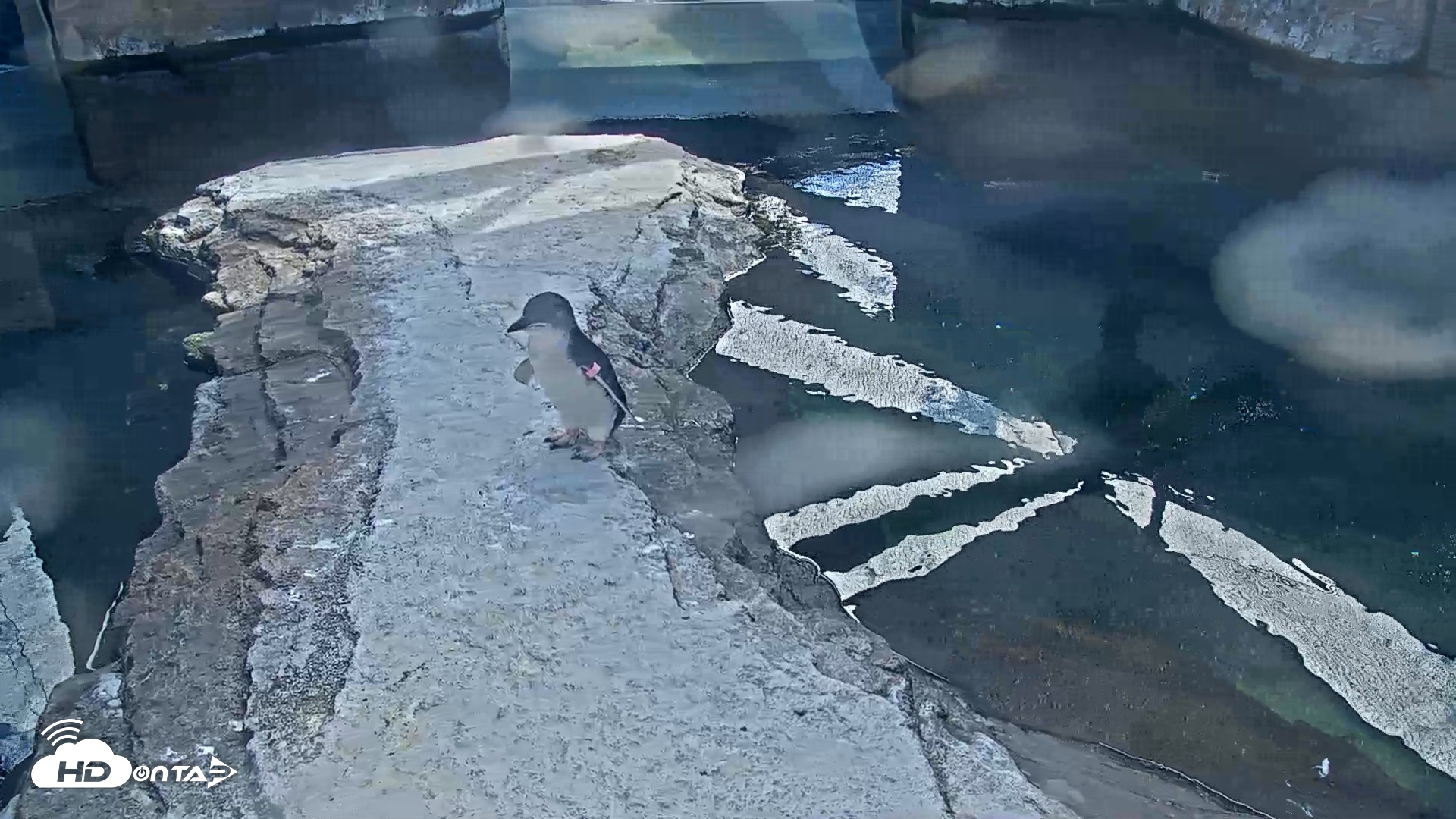 Snapshot of Birch Aquarium Penguin Exhibit Live Webcam taken Sep 10, 2026, 3:04pm PDT