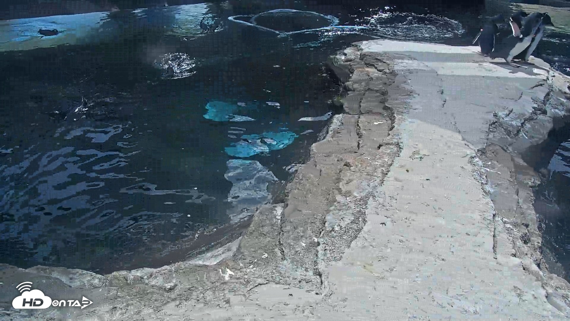 Snapshot of Birch Aquarium Penguin Exhibit Live Webcam taken Sep 15, 2026, 1:12pm PDT