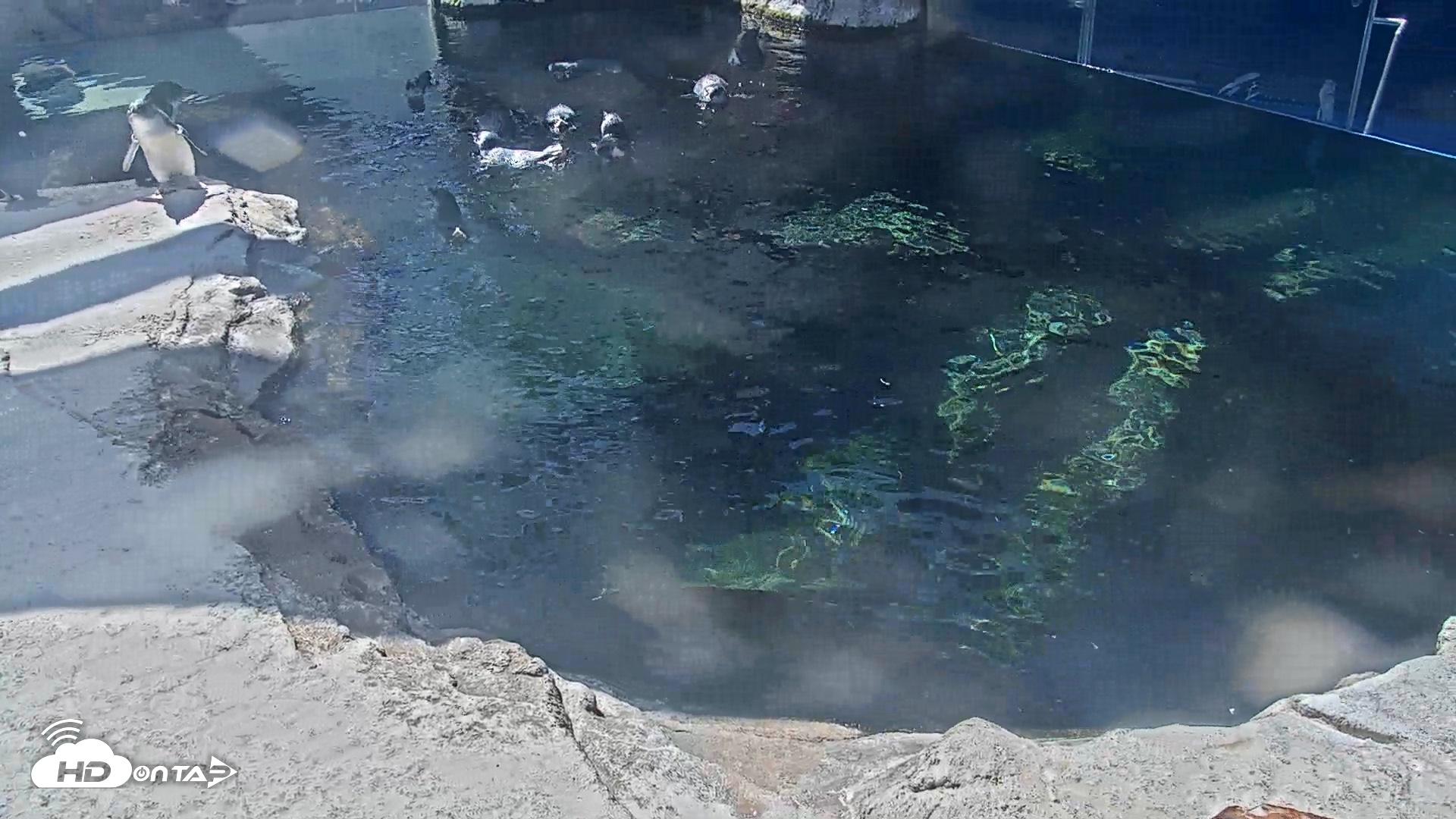 Snapshot of Birch Aquarium Penguin Exhibit Live Webcam taken Oct 3, 2026, 1:25pm PDT
