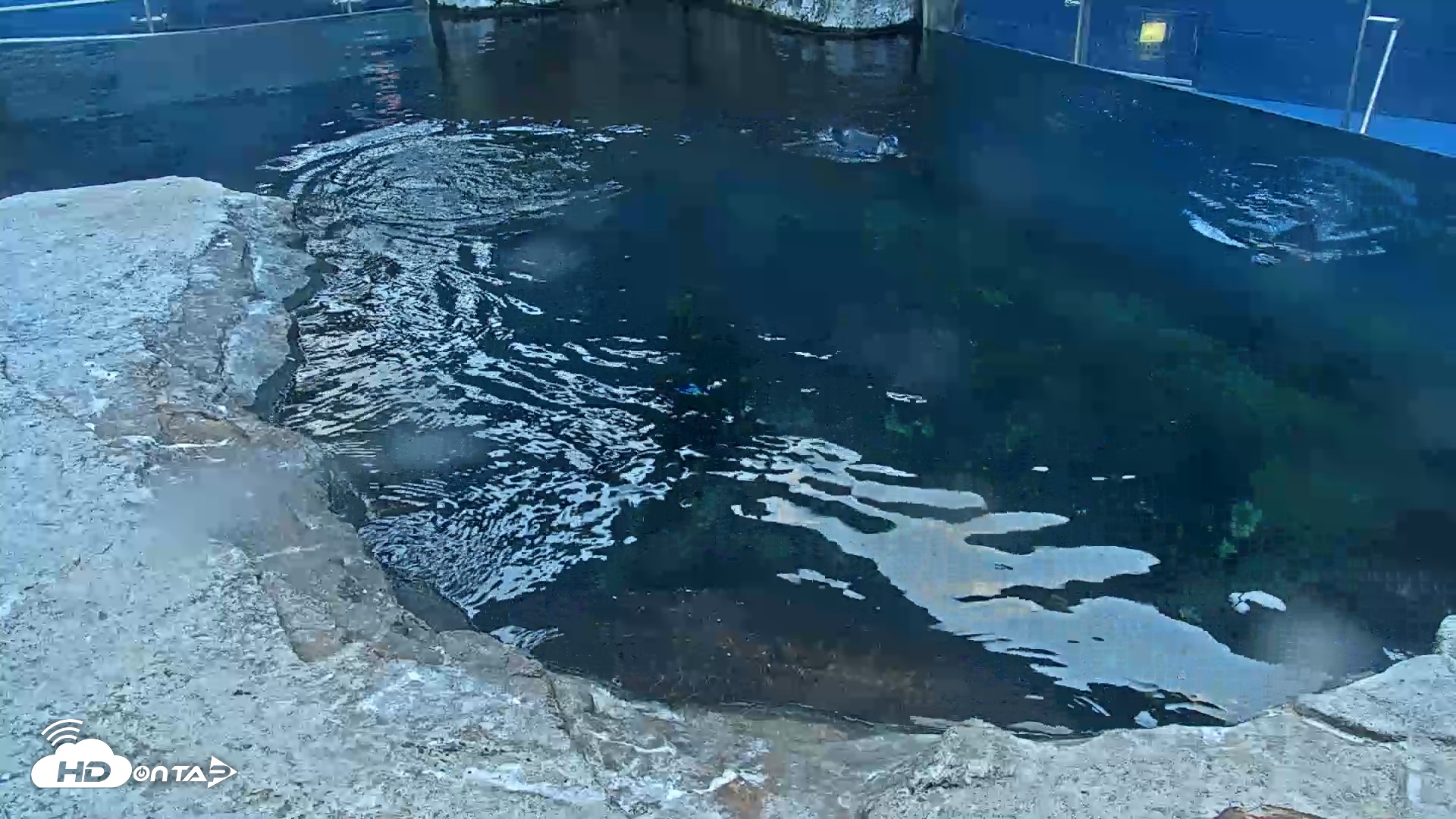 Snapshot of Birch Aquarium Penguin Exhibit Live Webcam taken Oct 13, 2025, 6:05pm PDT