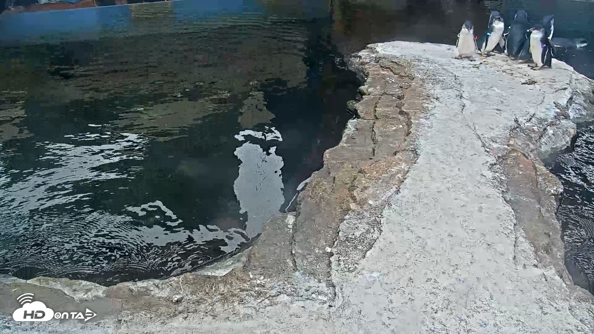Snapshot of Birch Aquarium Penguin Exhibit Live Webcam taken Aug 28, 2026, 1:51pm PDT