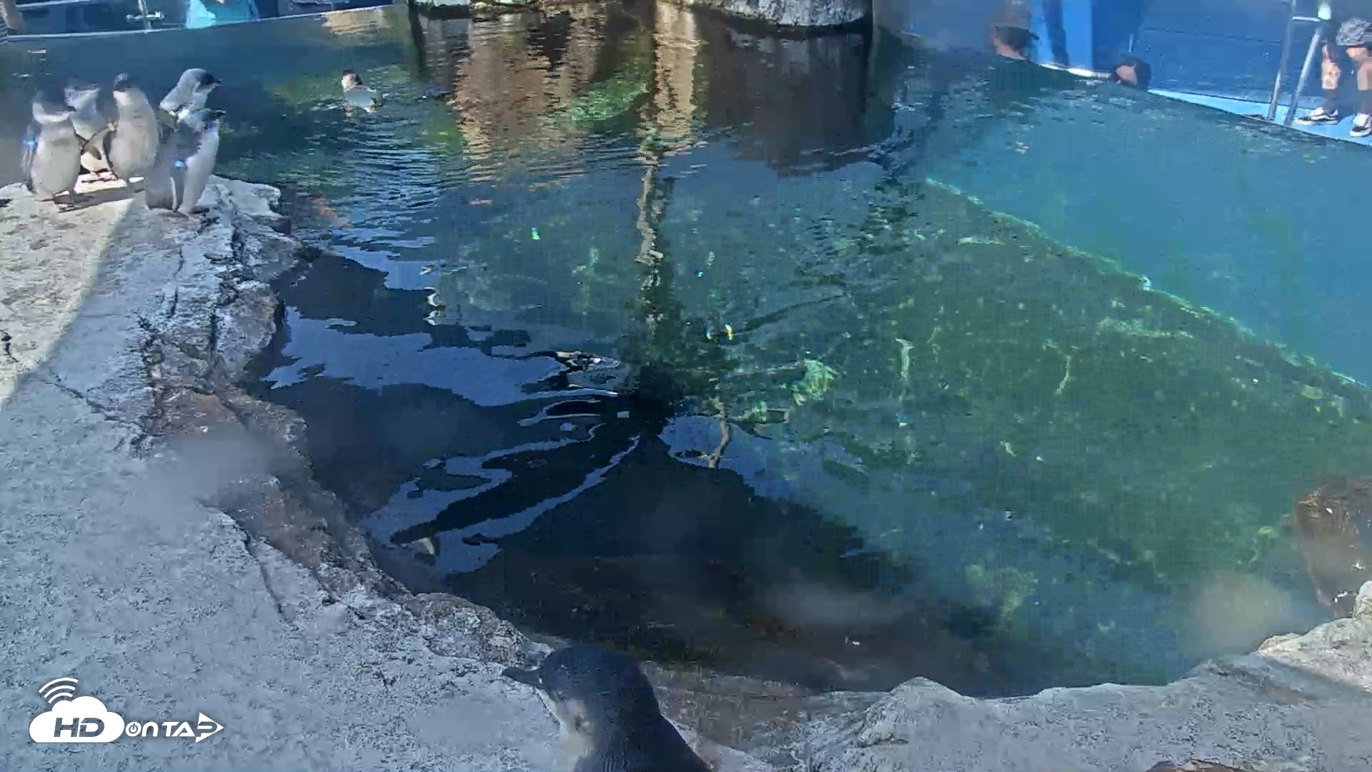 Snapshot of Birch Aquarium Penguin Exhibit Live Webcam taken Aug 25, 2026, 10:12am PDT