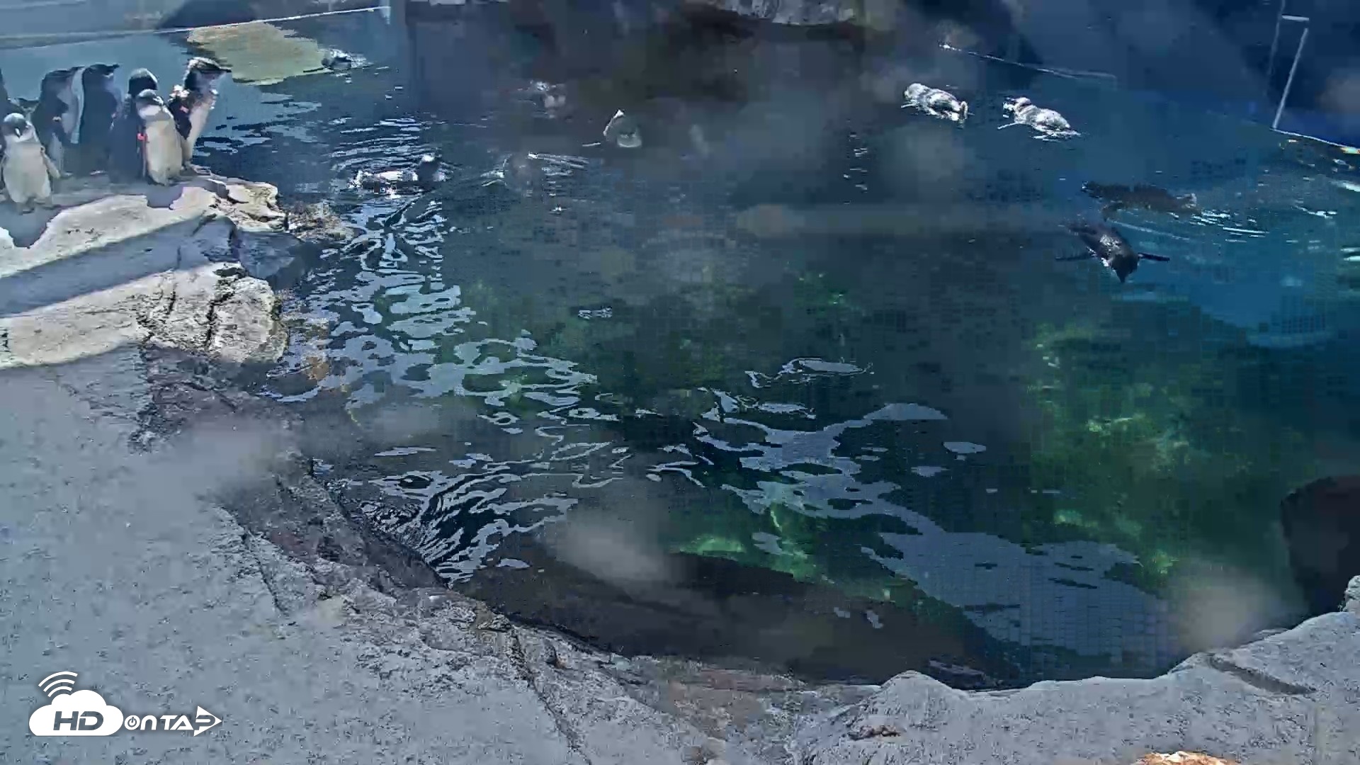 Snapshot of Birch Aquarium Penguin Exhibit Live Webcam taken Sep 29, 2026, 2:25pm PDT