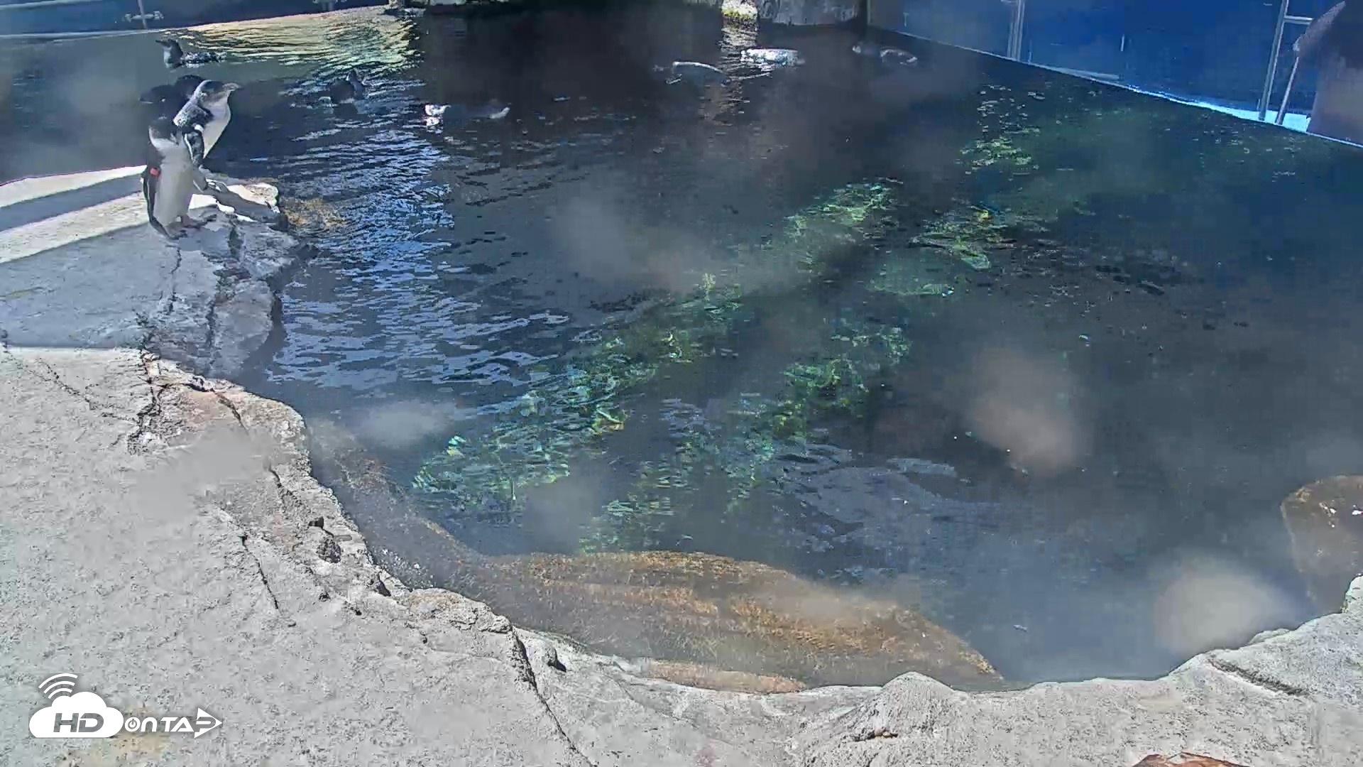 Snapshot of Birch Aquarium Penguin Exhibit Live Webcam taken Sep 18, 2026, 12:44pm PDT