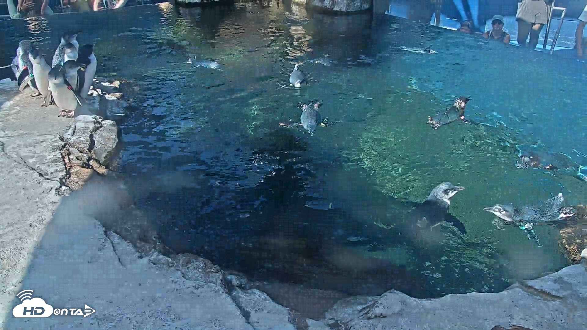 Snapshot of Birch Aquarium Penguin Exhibit Live Webcam taken Sep 4, 2026, 10:01am PDT