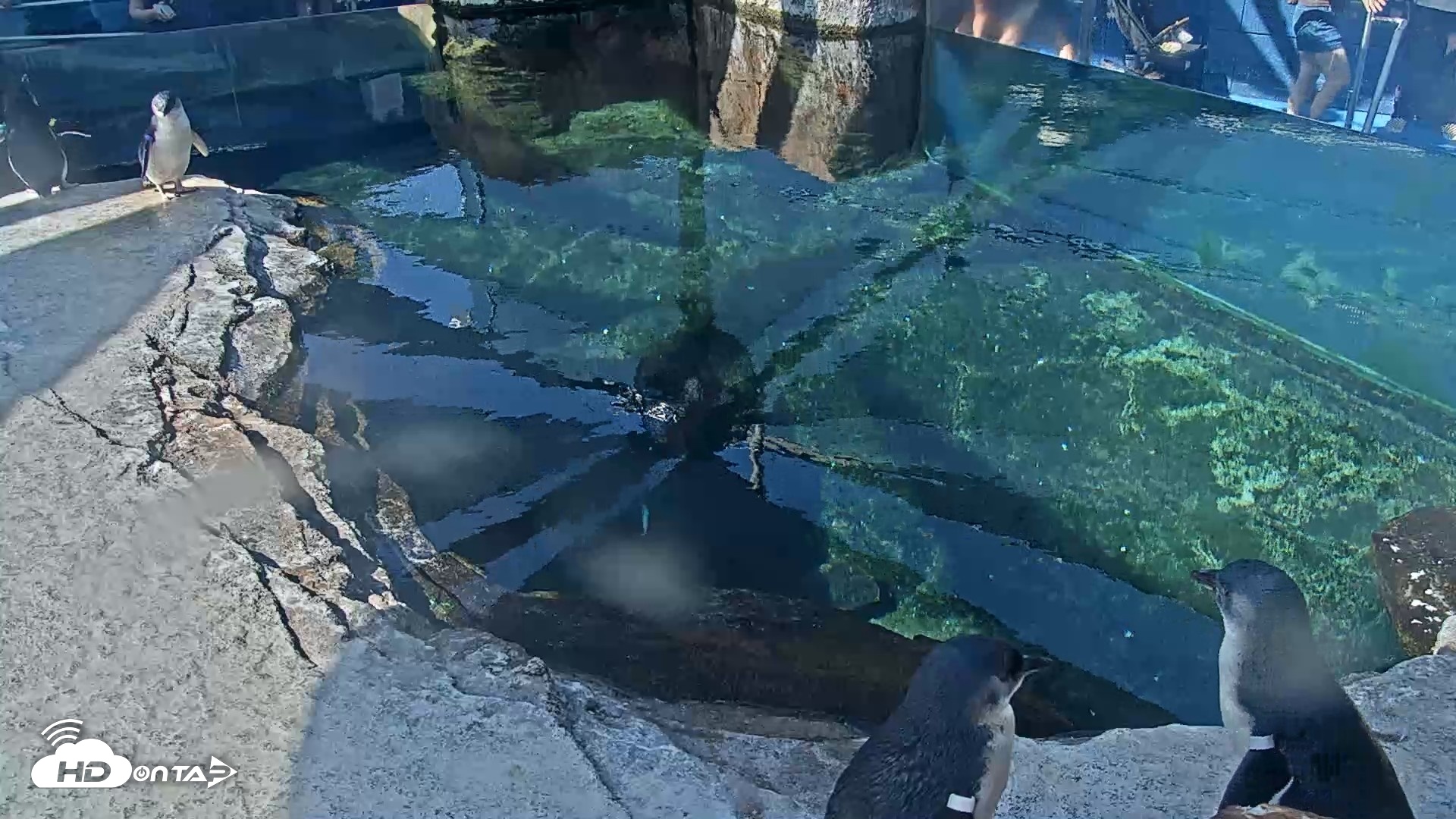 Snapshot of Birch Aquarium Penguin Exhibit Live Webcam taken Sep 25, 2026, 10:15am PDT