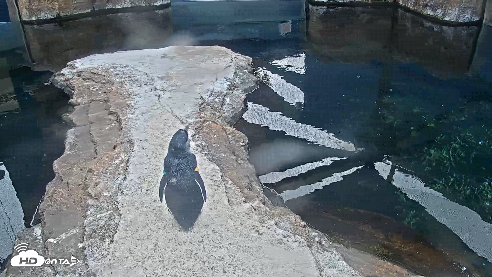 Snapshot of Birch Aquarium Penguin Exhibit Live Webcam taken Aug 27, 2026, 3:01pm PDT