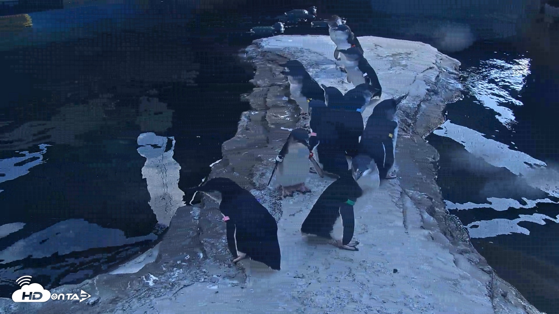 Snapshot of Birch Aquarium Penguin Exhibit Live Webcam taken Sep 22, 2026, 4:06pm PDT