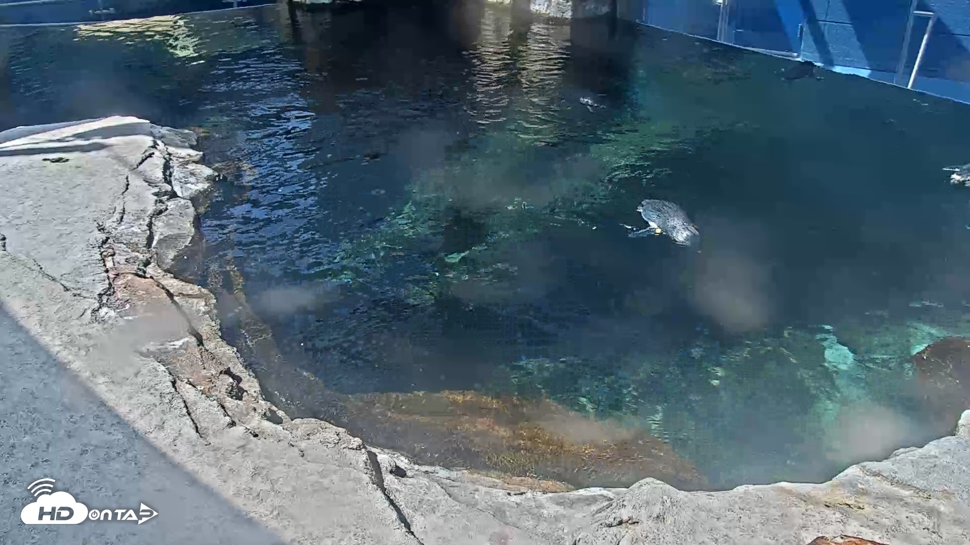 Snapshot of Birch Aquarium Penguin Exhibit Live Webcam taken Sep 14, 2026, 11:26am PDT