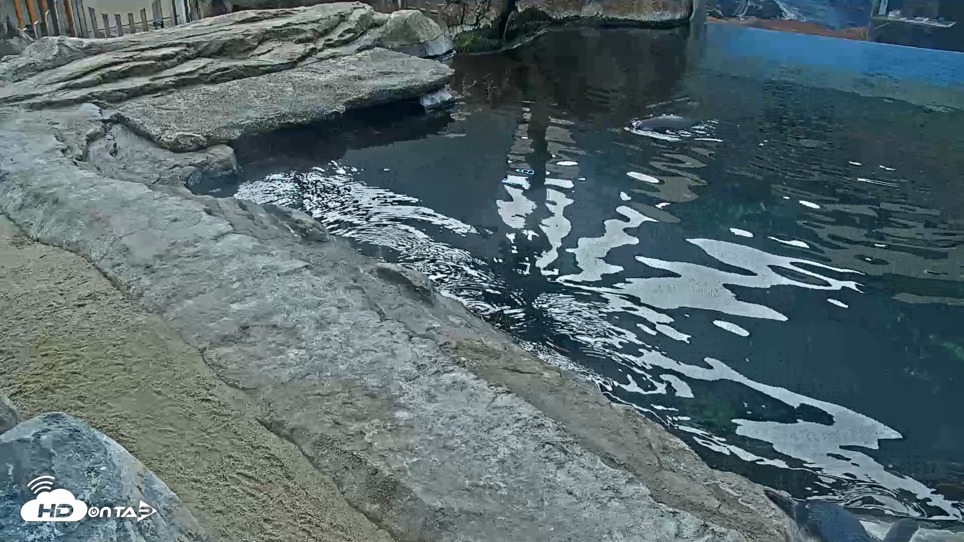 Snapshot of Birch Aquarium Penguin Exhibit Live Webcam taken Oct 1, 2026, 9:28am PDT