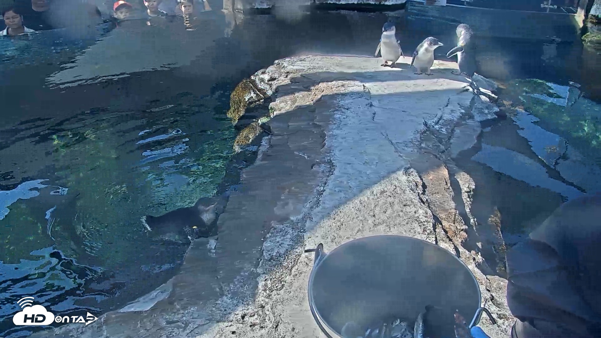 Snapshot of Birch Aquarium Penguin Exhibit Live Webcam taken Oct 4, 2026, 10:11am PDT
