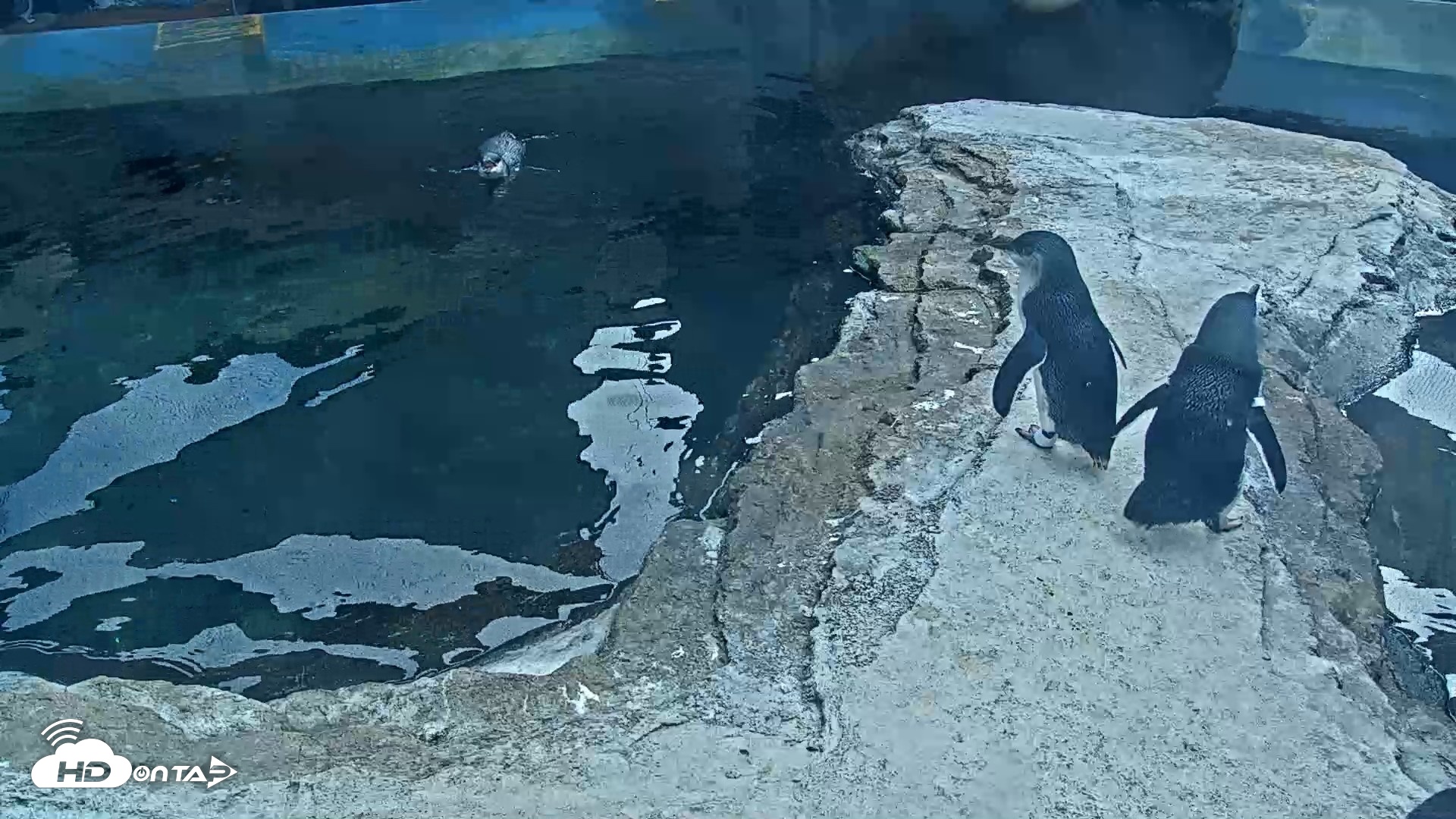 Snapshot of Birch Aquarium Penguin Exhibit Live Webcam taken Sep 25, 2026, 2:57pm PDT